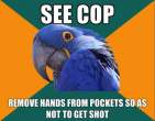 paranoid-parrot-meme-12.jpg