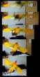 TetraSrirPrvTestFl3 0-4.jpg