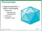 Picornaviridae.jpg