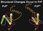 PrP_Structure_3D_200_rgb.jpg