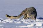 796_snowleopard.jpg