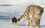 snow leopard 20.jpg
