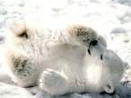 Playful_Baby_Polar_Bear.jpg