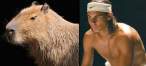 many_capybaras_look_like_rafael_nadal_640_07.jpg
