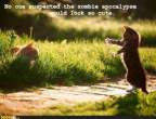 zombie-kitties..jpeg
