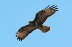 800px-Common_Buzzard_in_flight_2010-06-16.jpg