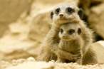 Meerkat-momma-snuggles-her-baby.jpg