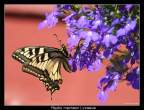 Papilio_machaon_Linnaeus_by_tuonas s.jpg