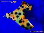 STFB-4crnPege&Izgled 010s r.jpg