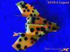 STFB-4crnPege&Izgled 013s r.jpg