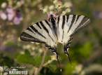 iphiclides-podalirius-61668.jpg