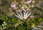 iphiclides-podalirius-61671.jpg