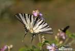 iphiclides-podalirius-61687.jpg