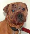 dogfighting-6.jpg