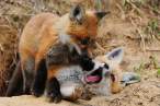 fox8.jpg