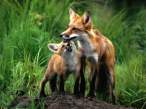 fox-wallpapers-2.jpg