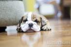 06 IMG_7540 manja.jpg