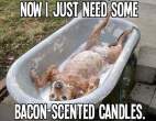 bacon-dog-candles.gif