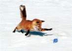 firefox_vs_internet_explorer_by_blackwolf454-300x214.gif