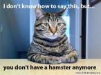 cat-meme-dont-know-how-to-say-this-you-but-you-dont-have-a-hamster-anymore.jpg