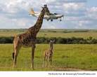 Giraffe-has-a-plane-to-catch-resizecrop--.jpg