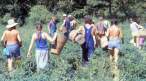 hippie-commune-the-farm-harvest.jpg